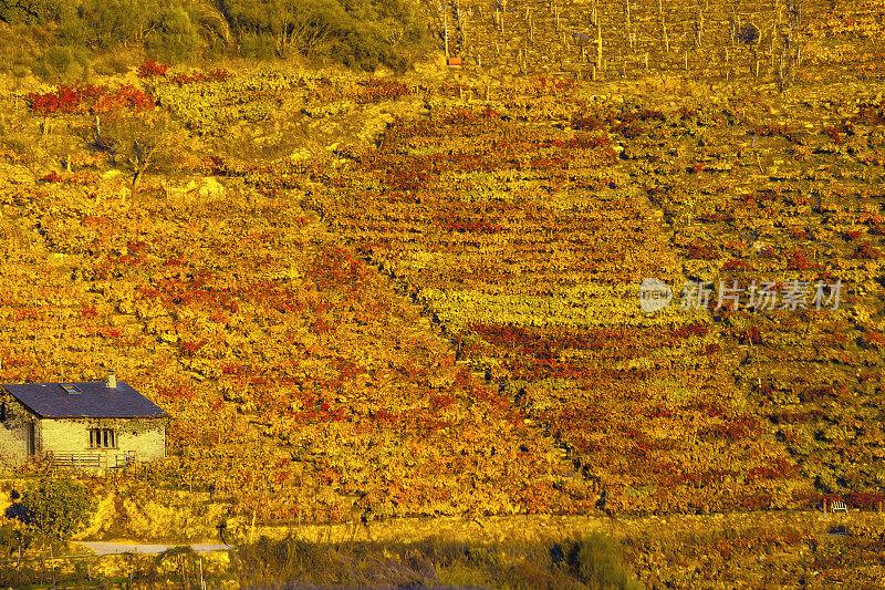 秋天的葡萄园，Ribeira Sacra，加利西亚，西班牙。